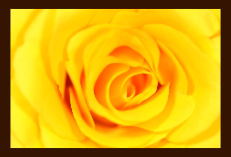 50% OFF on Rose Yellow Paper Print 50% OFF on Rose Yellow Paper Print