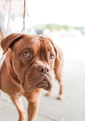 44% OFF on Dog Fine Art Print