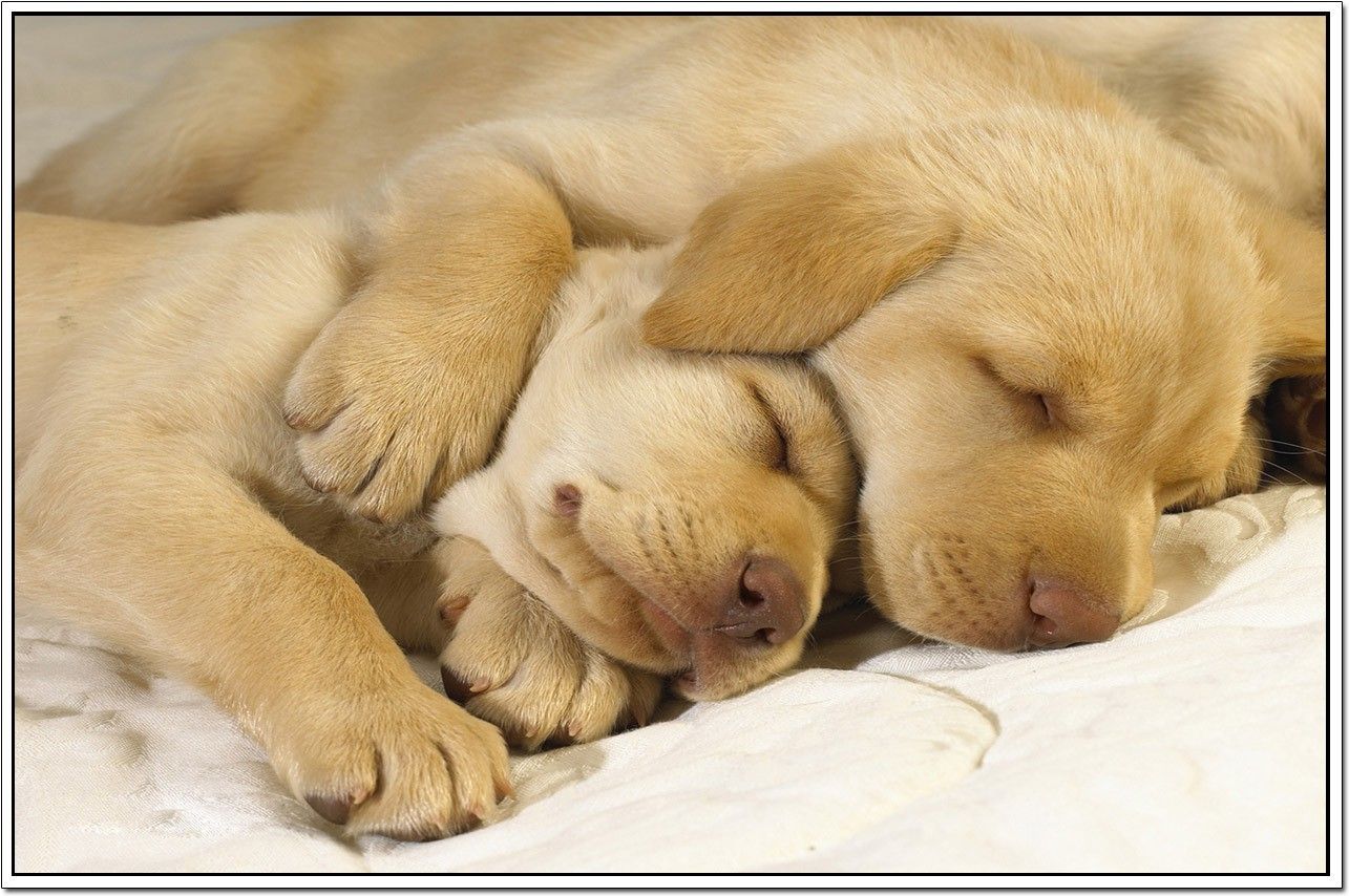 53% OFF on Dogs Poster Paper Print 53% OFF on Dogs Poster Paper Print