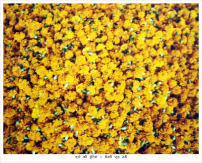Marigold Print Fine Art Print Marigold Print Fine Art Print