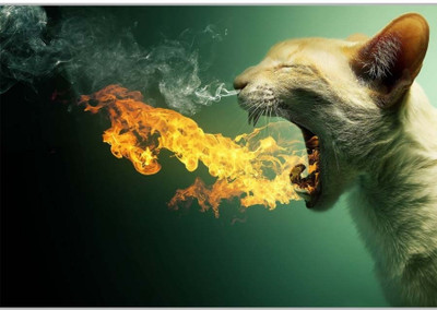 37% OFF on Funny CatPoster (18 x 12 Inches) by Shopkeeda Paper Print