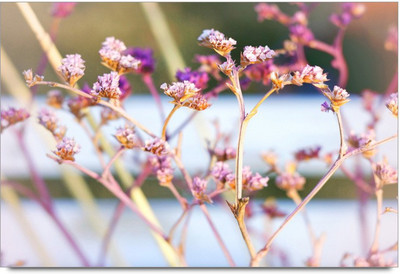 34% OFF on Amy Beautiful Flowers Paper Print 34% OFF on Amy Beautiful Flowers Paper Print
