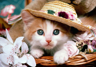 36% OFF on Pussy Fine Art Print 36% OFF on Pussy Fine Art Print