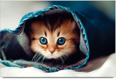 34% OFF on Amy Cute Cat With Blue Eyes 3D Poster 34% OFF on Amy Cute Cat With Blue Eyes 3D Poster