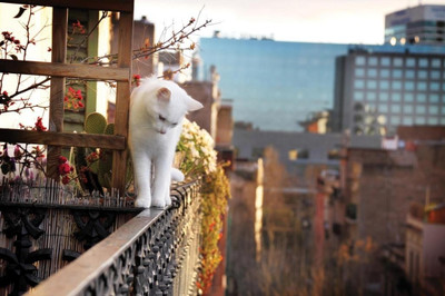 62% OFF on White Cat On Fence Poster Photographic Paper