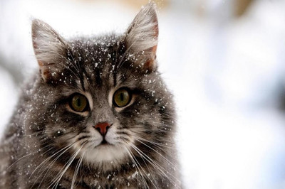 62% OFF on Cat In Snow Poster Photographic Paper