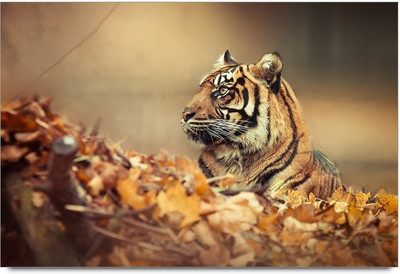 53% OFF on Indian Tiger Wildlife Laminated Poster Paper Print