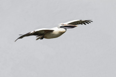 50% OFF on In Flight Paper Print