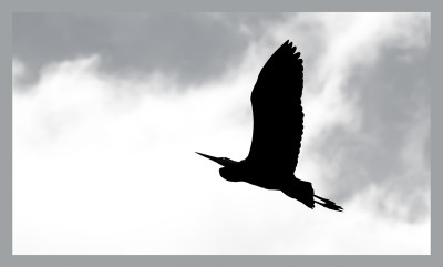 50% OFF on In Flight Canvas Art