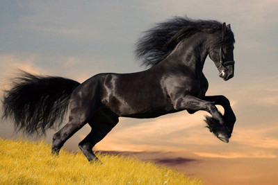 53% OFF on Black Horse Poster Paper Print