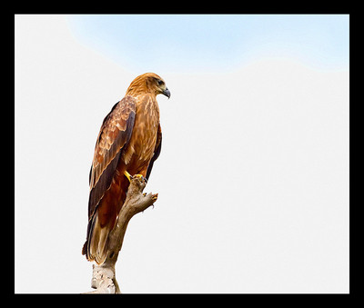 50% OFF on Eagle 05 Paper Print 50% OFF on Eagle 05 Paper Print