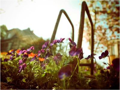 67% OFF on Rajo Raja Floria1 Poster Paper Print 67% OFF on Rajo Raja Floria1 Poster Paper Print