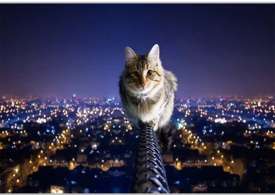 75% OFF on Catch My Cat Poster (18 x 12 Inches) by Shopkeeda Paper Print