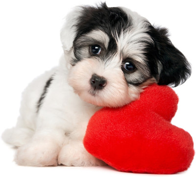 31% OFF on Valentine Dog Love Paper Print 31% OFF on Valentine Dog Love Paper Print