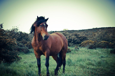 50% OFF on Brown Horse Poster Paper Print