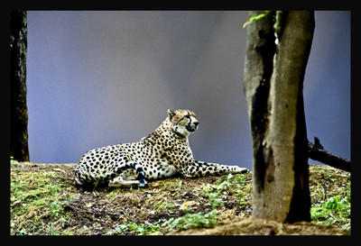50% OFF on Cheetah resting, Paper Print 50% OFF on Cheetah resting, Paper Print