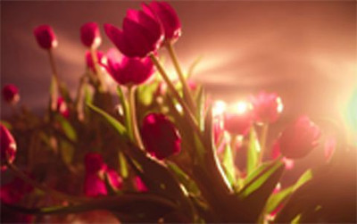 73% OFF on Vibran Red Tulips Photographic Paper