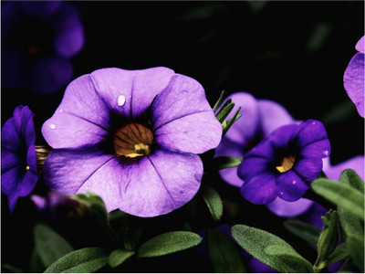 67% OFF on Rajo Raja Floria2 Poster Paper Print 67% OFF on Rajo Raja Floria2 Poster Paper Print