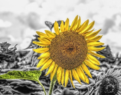 3% OFF on Wonder Images Beautiful Sunflower with Back Framing Canvas Art