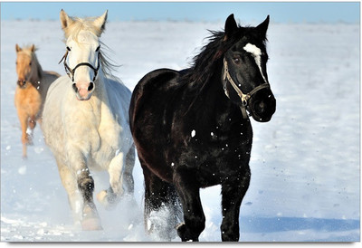 34% OFF on Amy Wild Horses Photographic Paper