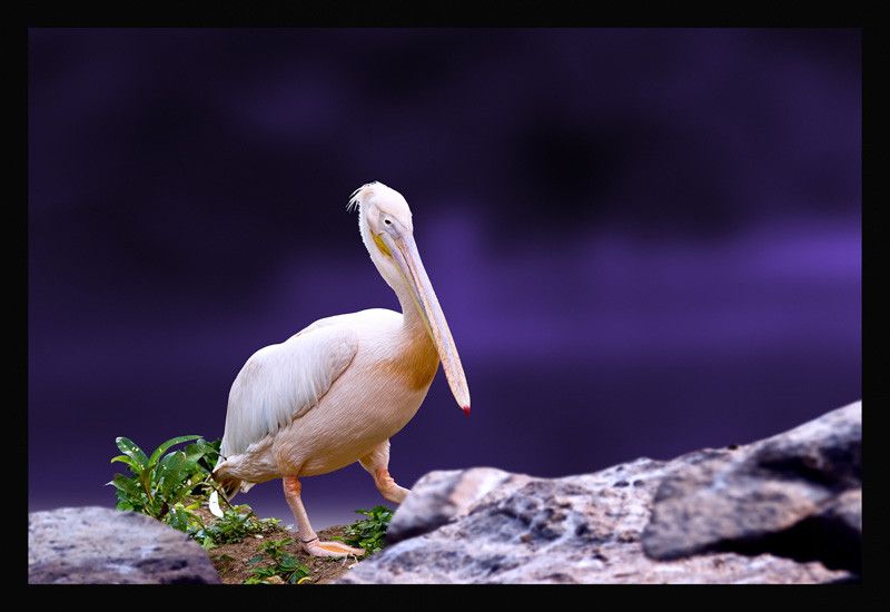 50% OFF on Pelican 03 Canvas Art 50% OFF on Pelican 03 Canvas Art