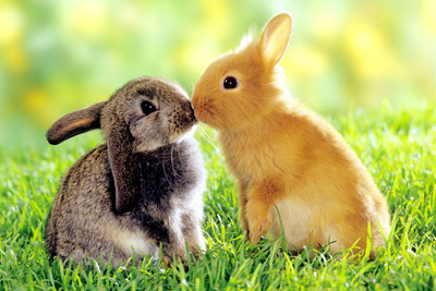 31% OFF on Just Cute - Squirrels Paper Print 31% OFF on Just Cute - Squirrels Paper Print