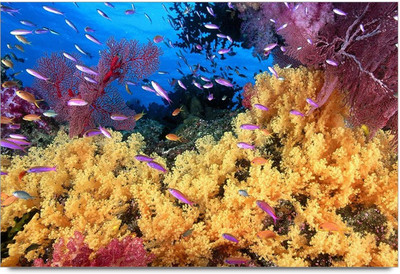 75% OFF on Amy Fishes and Other Beautiful Creatures in The Sea 3D Poster