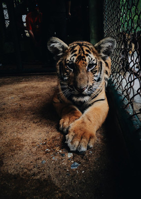 35% OFF on Tiger Caged Fine Art Print 35% OFF on Tiger Caged Fine Art Print