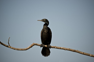 50% OFF on At rest Canvas Art