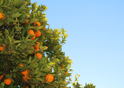 33% OFF on Orange Tree Fine Art Print