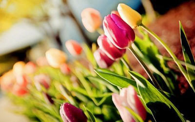 75% OFF on Lovely Tulip Flower Photographic Paper 75% OFF on Lovely Tulip Flower Photographic Paper