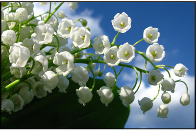 50% OFF on Flower Poster Paper Print 50% OFF on Flower Poster Paper Print