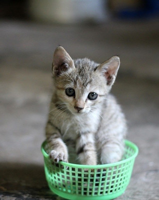16% OFF on Sweet Little Cat Poster In A Basket Paper Print