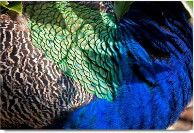 50% OFF on Peacock Paper Print 50% OFF on Peacock Paper Print