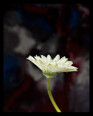 50% OFF on Gerbera up Paper Print