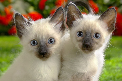 31% OFF on Just Cute - Twins Paper Print 31% OFF on Just Cute - Twins Paper Print