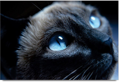 75% OFF on Amy Blue Eys Cat 3D Poster 75% OFF on Amy Blue Eys Cat 3D Poster