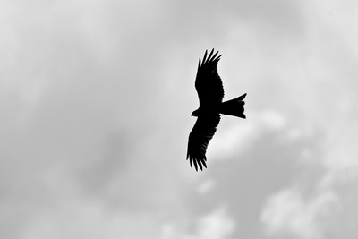 50% OFF on Eagle 02 Paper Print