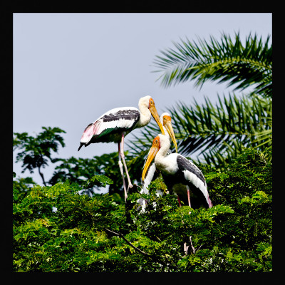 50% OFF on Painted Stork Canvas Art
