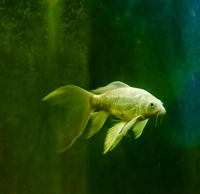 50% OFF on Fish 03 Canvas Art