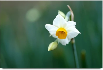 34% OFF on White Flawer Paper Print 34% OFF on White Flawer Paper Print