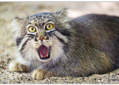 37% OFF on Funny CatPoster (18 x 12 Inches) by Shopkeeda Paper Print