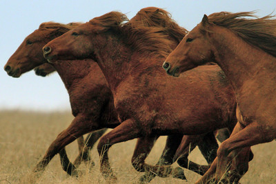 50% OFF on Wild Running Horses Poster Paper Print