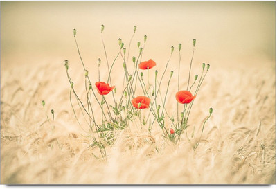 34% OFF on Amy Red Flower In Wheet Filed Paper Print 34% OFF on Amy Red Flower In Wheet Filed Paper Print