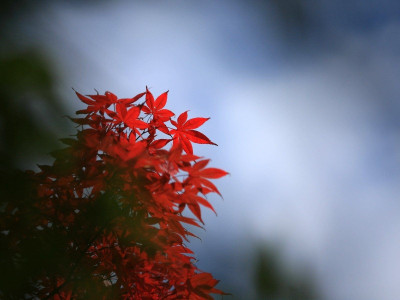 43% OFF on Elite Collection Painting without Frame Autumn48 Canvas Art