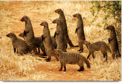 34% OFF on Amy Meerkat 3D Poster 34% OFF on Amy Meerkat 3D Poster