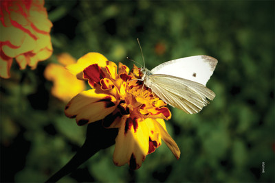 16% OFF on Shopisky Butterfly Cabbage White Wings Flower Paper Print 16% OFF on Shopisky Butterfly Cabbage White Wings Flower Paper Print