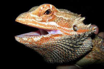 31% OFF on Bearded Dragon Paper Print