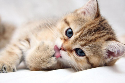 62% OFF on Cute Kitty Poster Photographic Paper 62% OFF on Cute Kitty Poster Photographic Paper