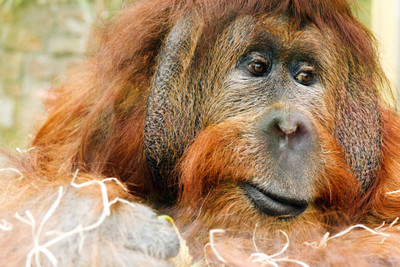 31% OFF on Orangutan Ape Poster Paper Print 31% OFF on Orangutan Ape Poster Paper Print